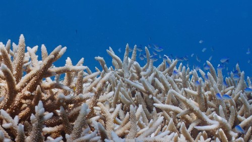 Reef bleaches again as new report shows Australia to “blow emissions budget by double”