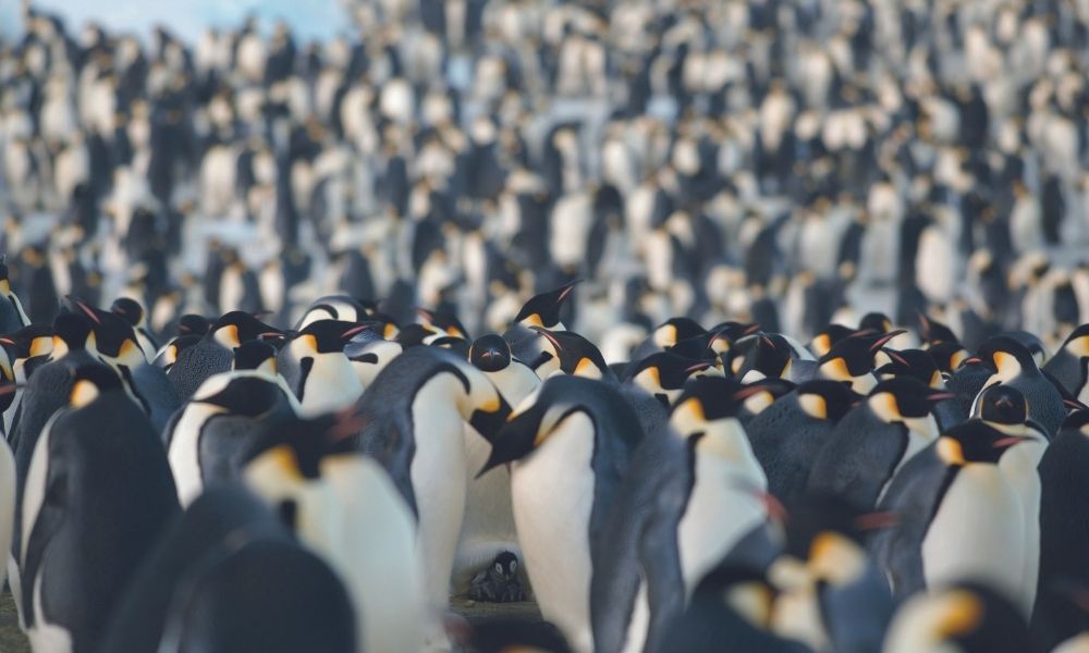 Greater protection for emperor penguins rejected 