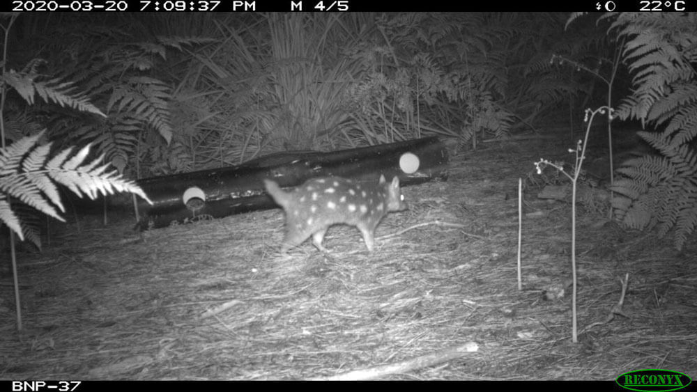 Spotted: Eastern quolls persist two years on despite bushfires and risk of predators